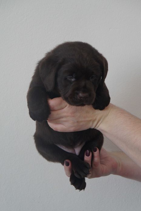 Labrador Retriever ZKwP/FCI- czekoladowa sunia