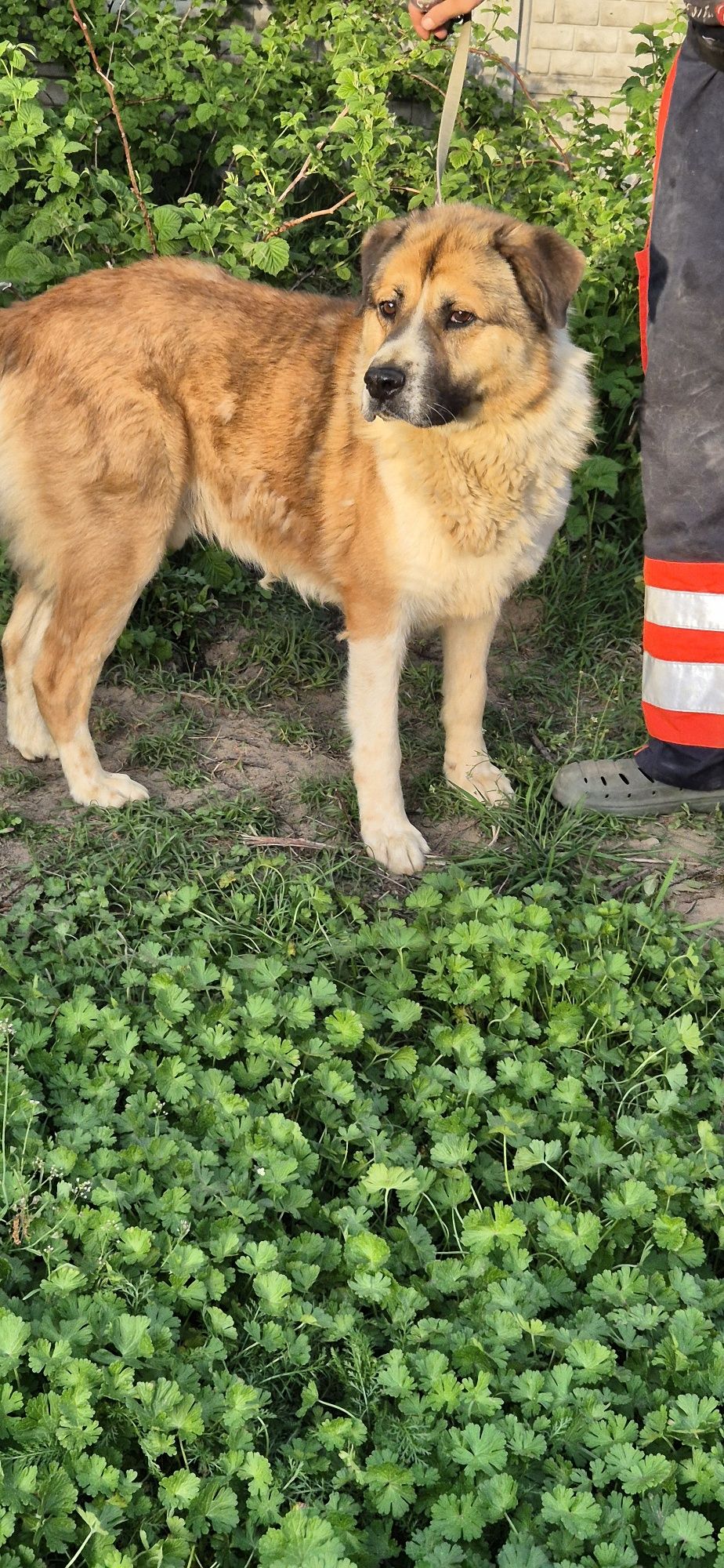 Piesek Około 2 lata