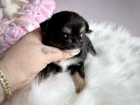***Xxs długowłosa laleczka chihuahua śliczna tri color dziewczynka***