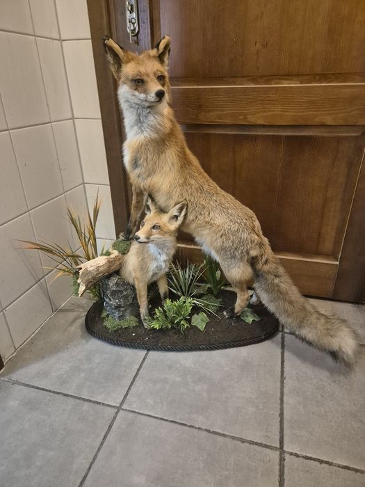 Lis spreparowany lisy lisek wypchany