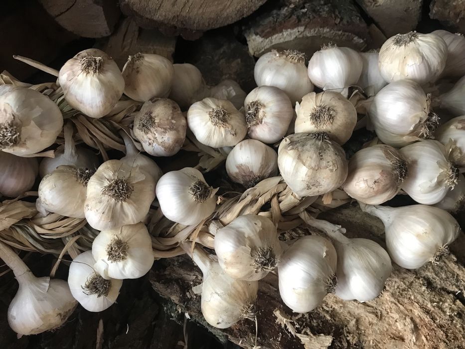 Часник ярий та зимовий домашній