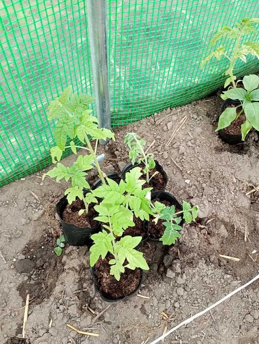 Pomidor sadzonka - zamówienia na 2026 rok