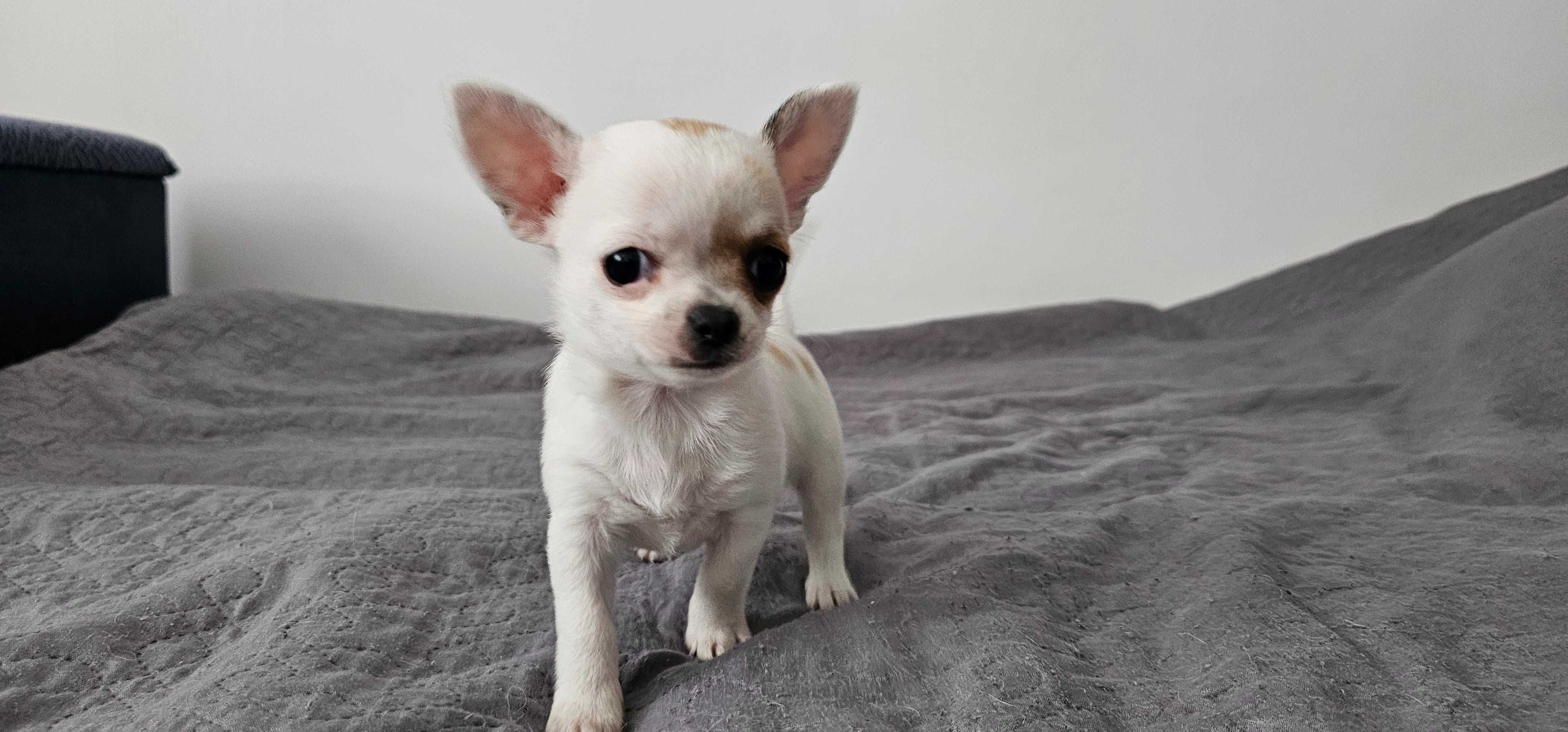 Piesek chihuahua