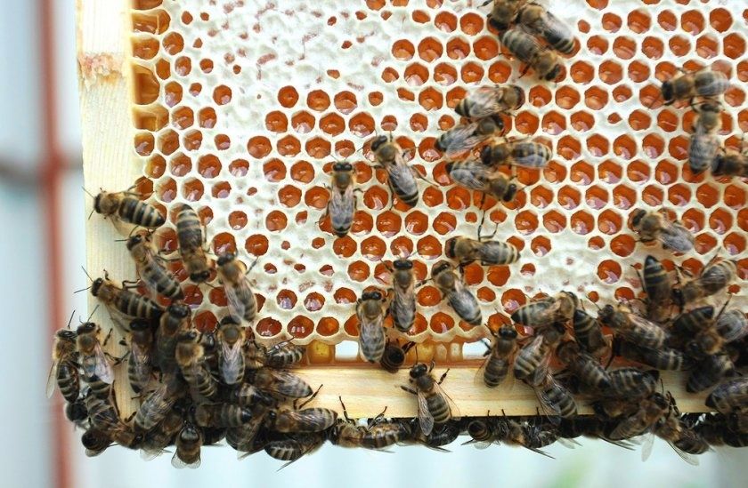 Продам бджолині сім'ї