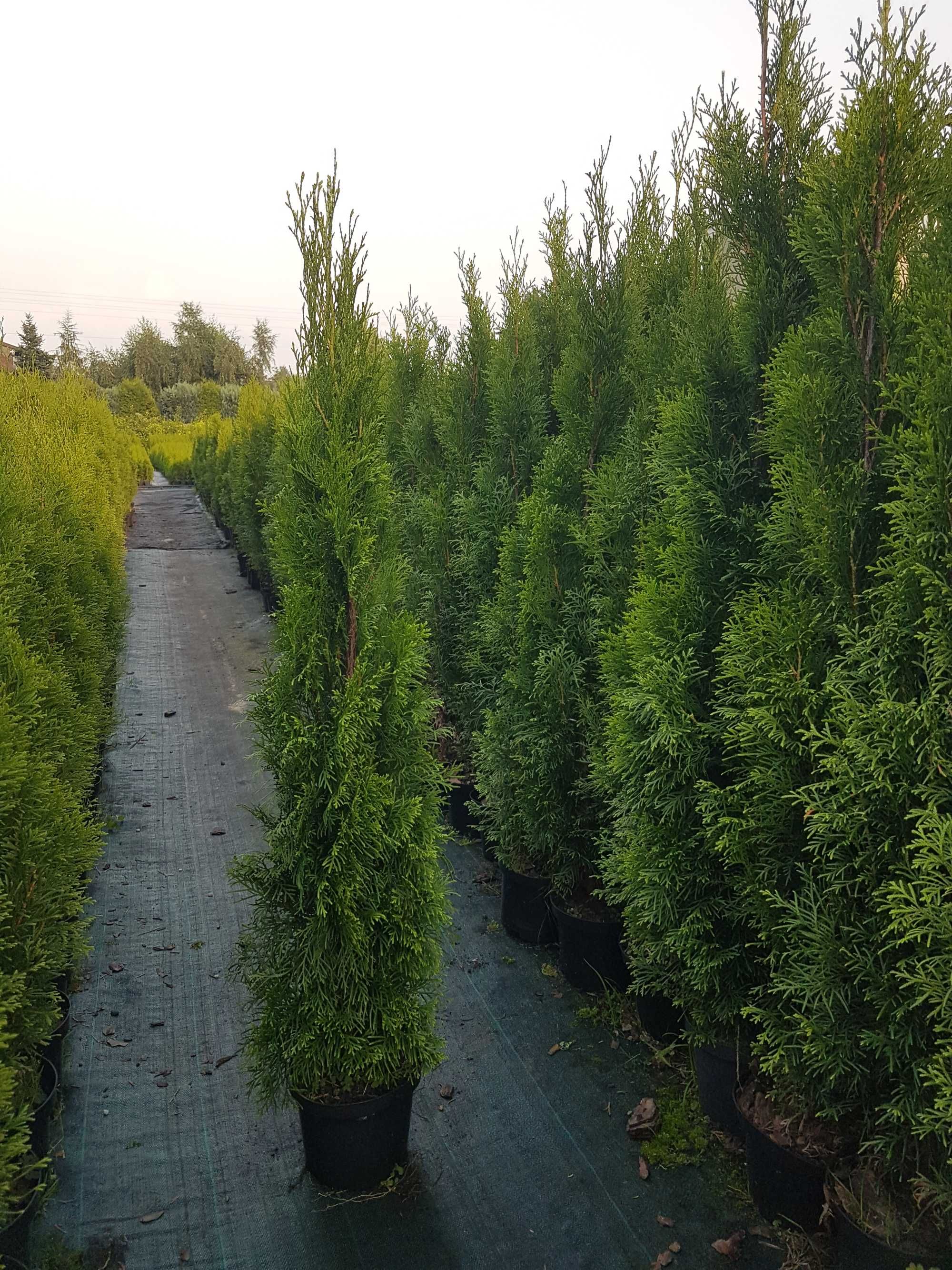 Promocja !!!  120cm - 140cm tuja szmaragd, thuja smaragd, 2l