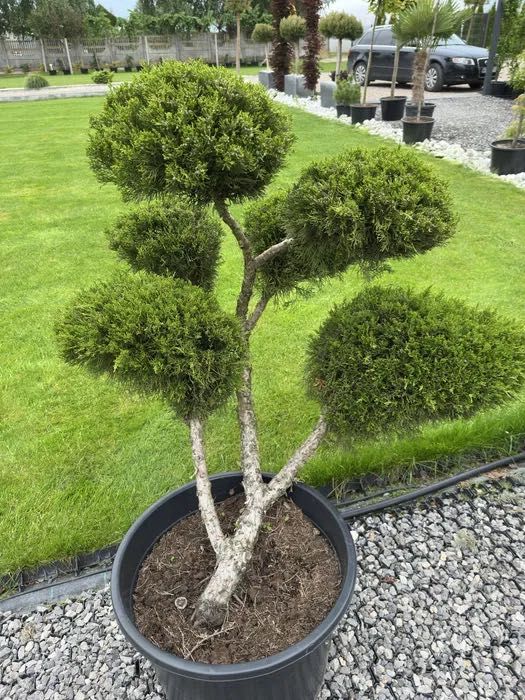 BONSAI - Formowane krzewy ozdobne / Wysoka jakość!
