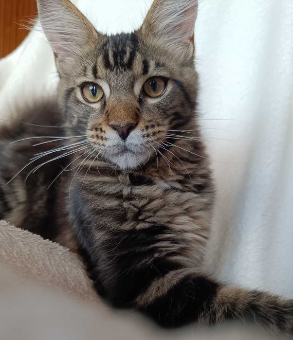 Benji Kocurek Maine Coon Czarny Klasycznie Pręgowany