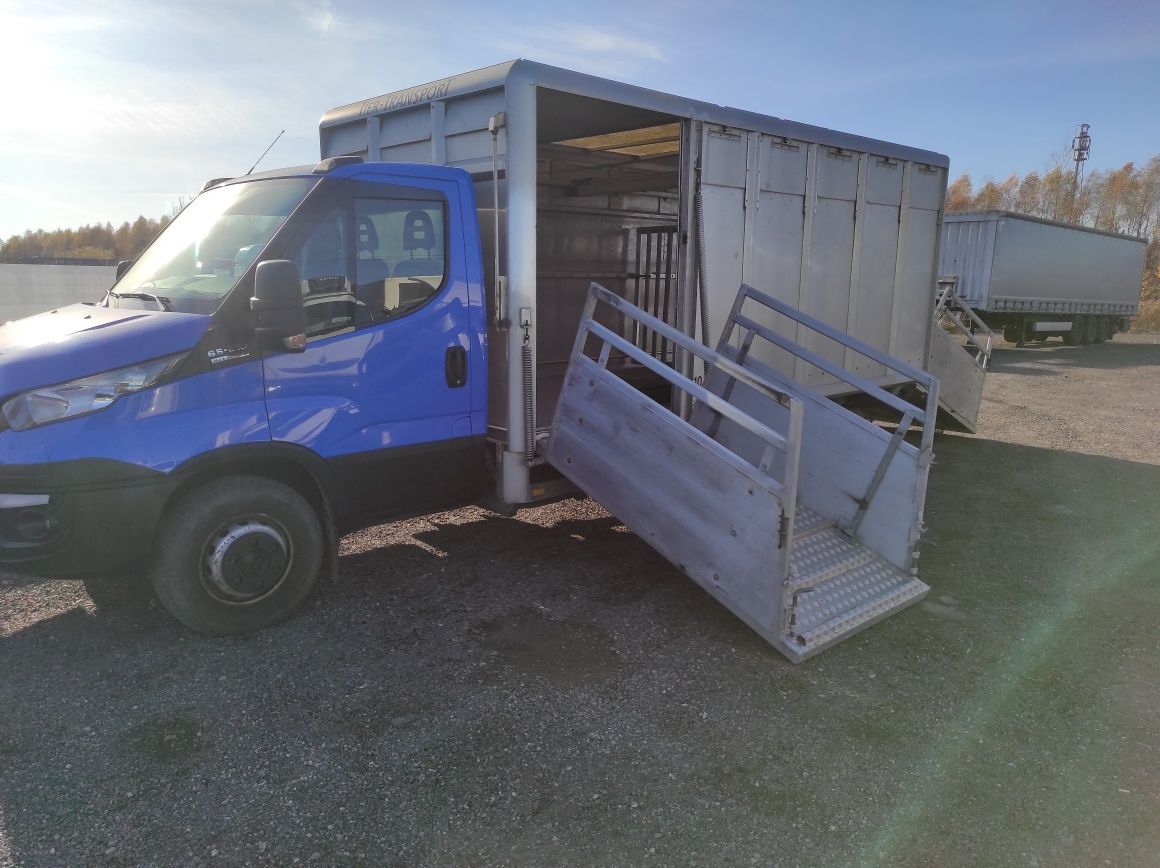 Iveco Daily 65c21, do przewozu żywych zwierząt, bydła