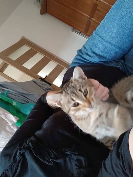 Lola szuka domku!