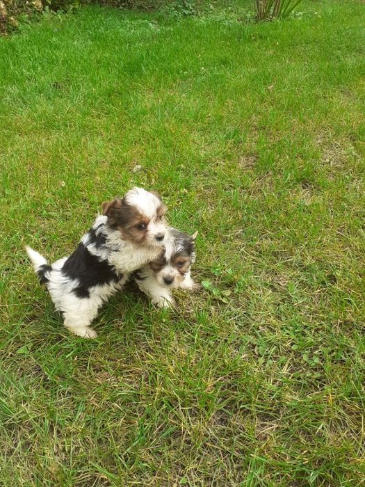Yorkshire terrier biewer