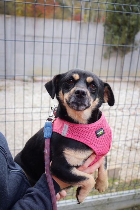 Cudowny piesek Perełka do adopcji