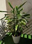 Dracena. Dracena, znana również jako "smocze drzewo”