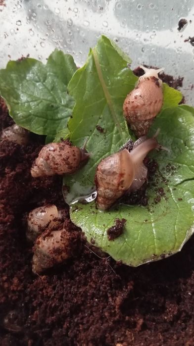 Ślimaczki afrykańskie