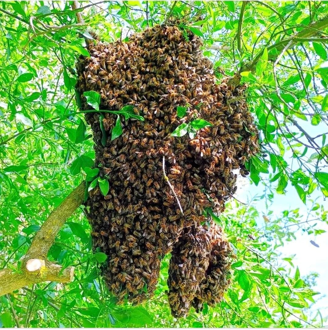 Pszczoły rójka wyrojenie