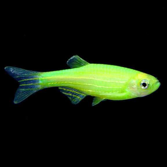 Danio kolor (Danio rerio) różne odmiany barwne WYSYŁKA AKWAWIN