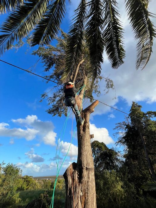 Arborismo avaliação e poda de árvores