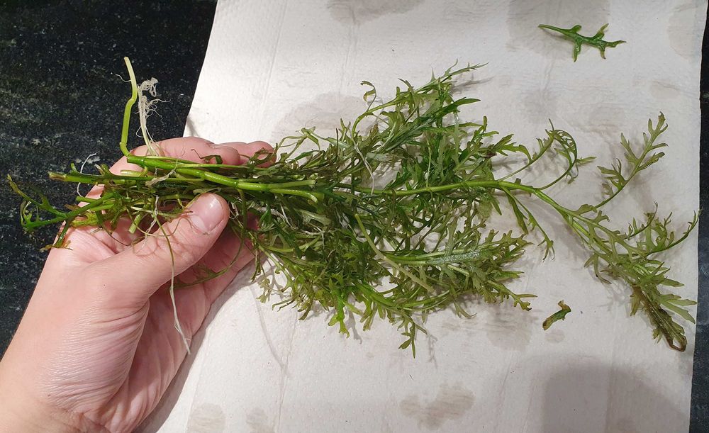 Hygrophila difformis- sprzedam z wycinki DUŻO