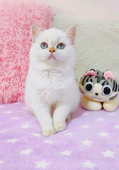 Дівчинка квіточка. Надзвичайно ніжна киця