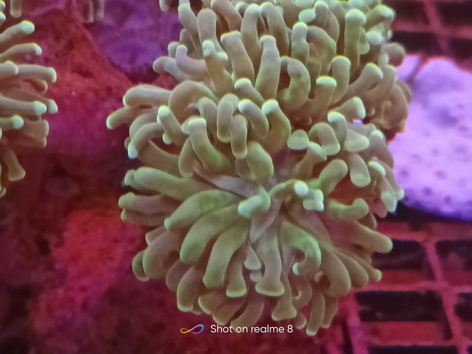 Euphyllia paraancora. Morskie