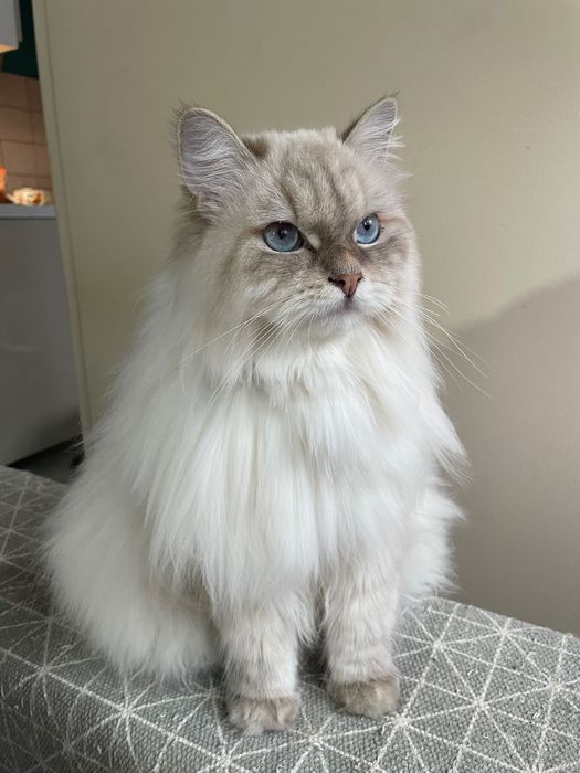 Kocurek Neva Masquerade FPL