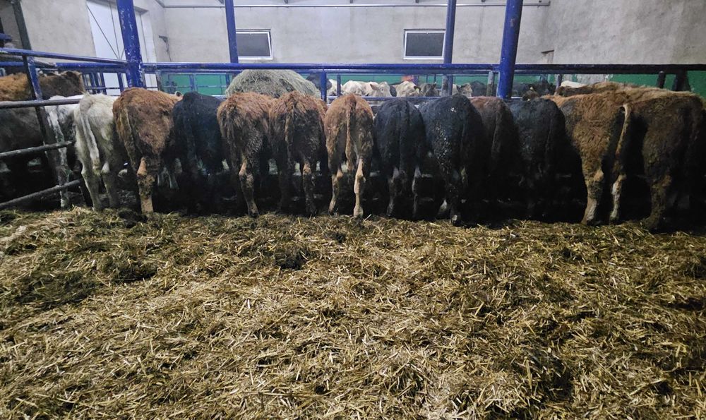 byczki byk byki odsadki mięsne Limousin Angus Hereford