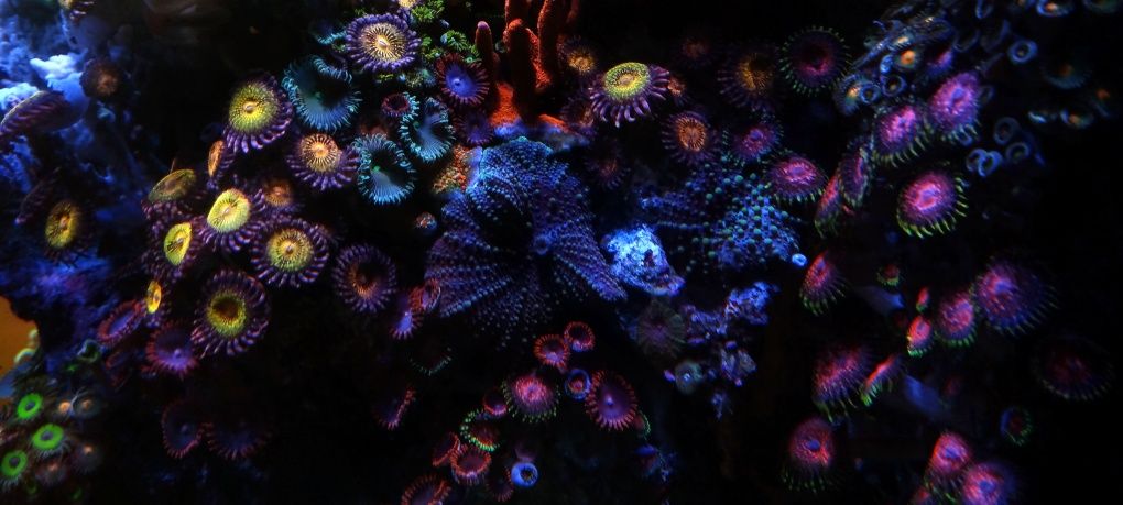 Koralowiec zoanthus