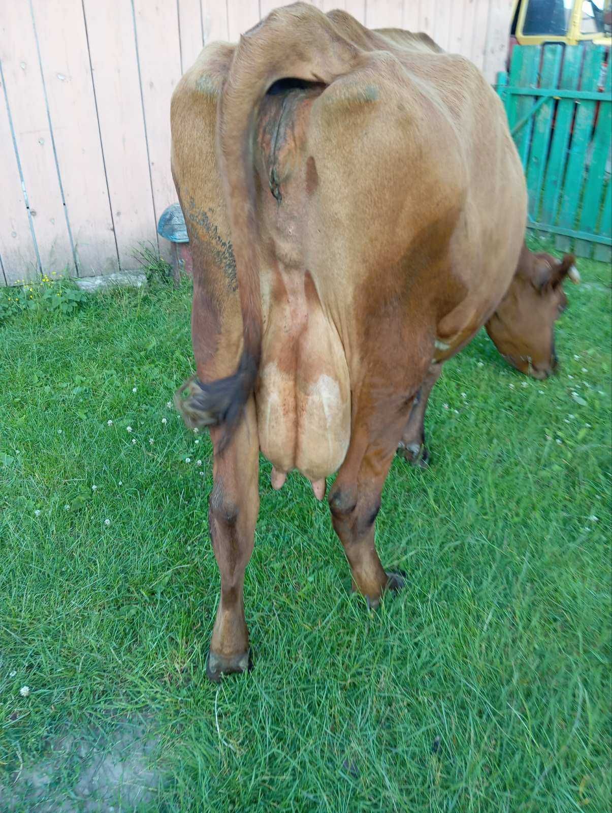 Продам добру корову