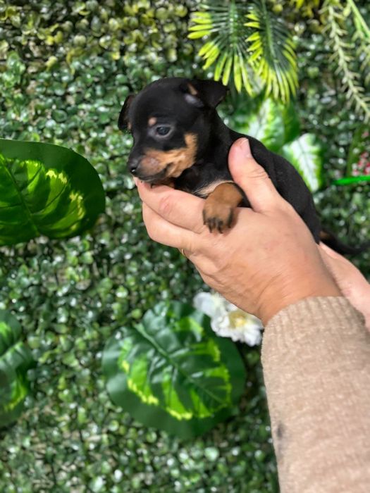 Pinscher preto afogueado machocho
