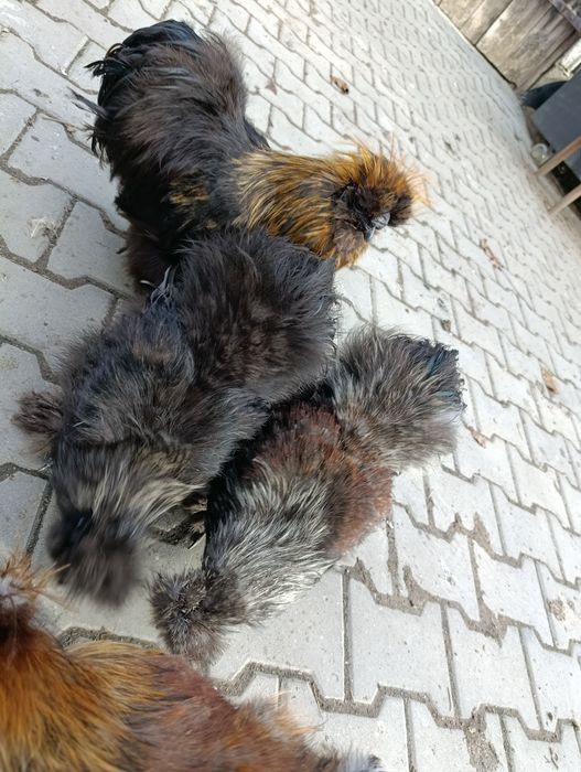 Silki jedwabiste Sprzedam kogutki