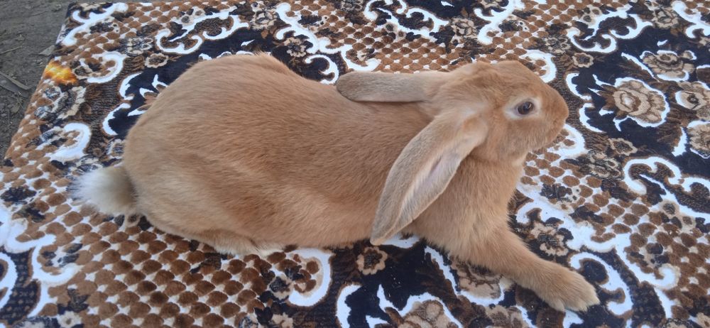 Кролики панон і простяки на плем'я