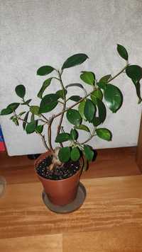 Fikus Bonsai, roślina rosnąca