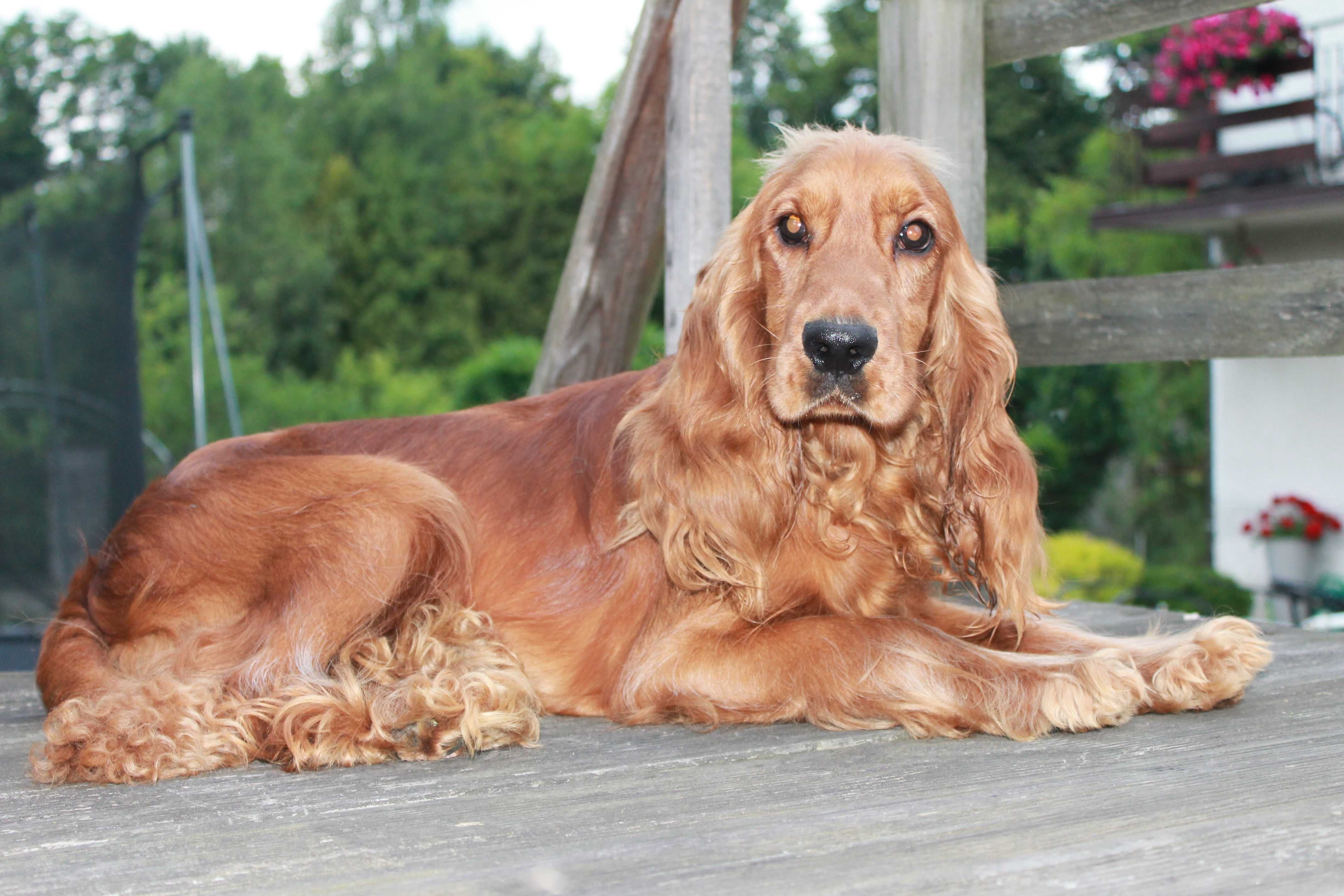 cocker spaniel piesek