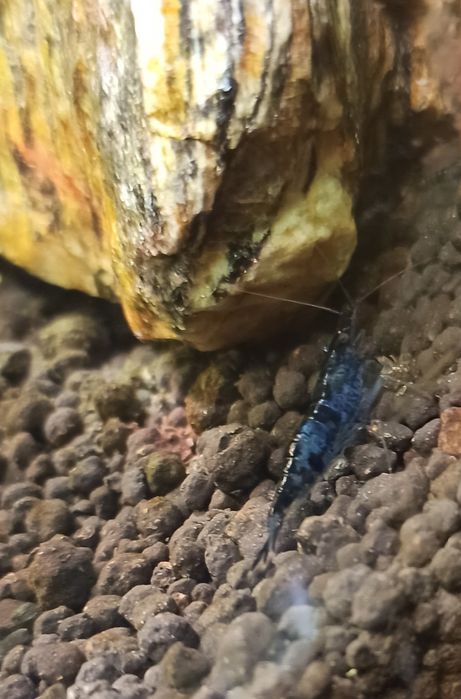 krewetki Blue Velvet
5 szt/25zl 
10 szt/45 zł 
K