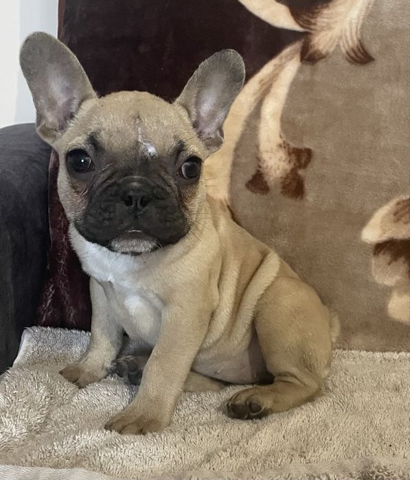 Buldog Francuski Suczka