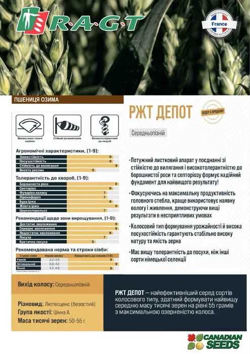 Насіння озимої пшениці та озимого ячменю