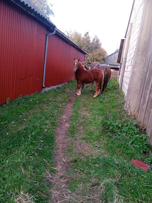 Źrebica zimnokrwista połroczna