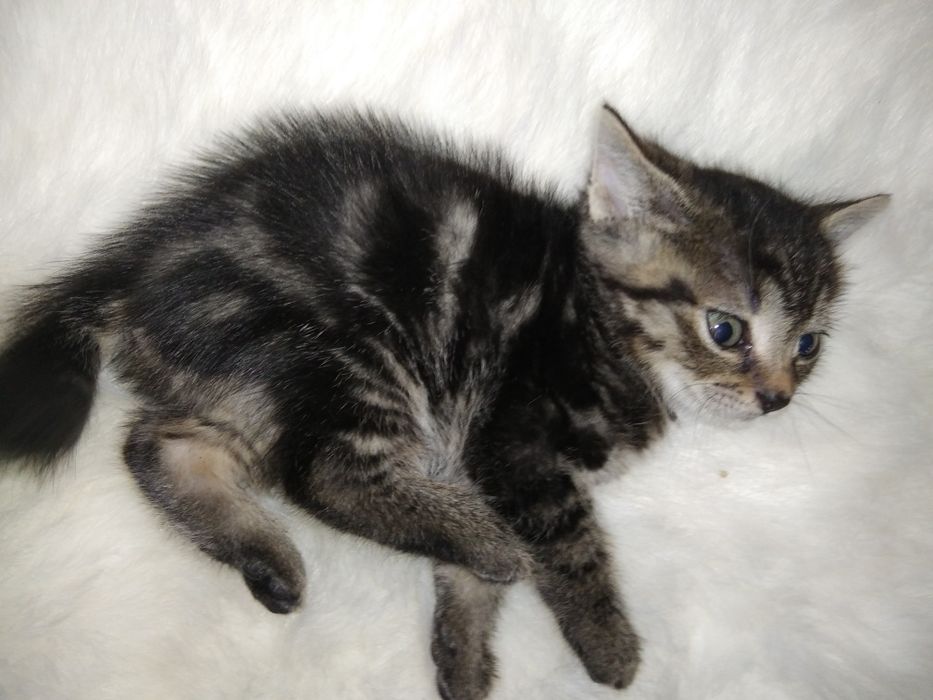 Пухнастий комочок щастя.