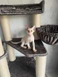 Kocurek  Devon Rex