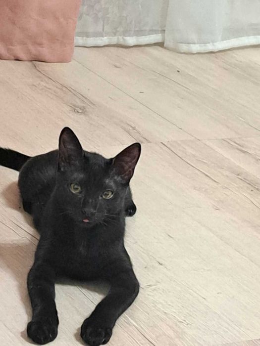 Котенок в добрые руки