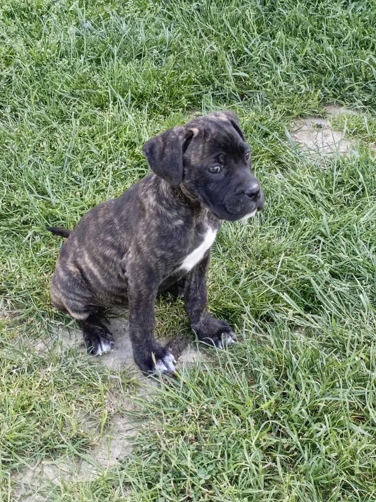 Suczka Cane corso z rodowodem