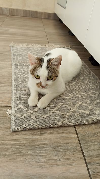 Spokojna kotka prosi o dom