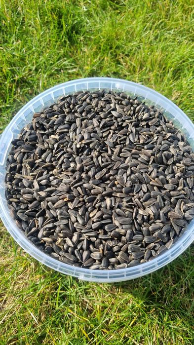 Ziarno słonecznika 20kg