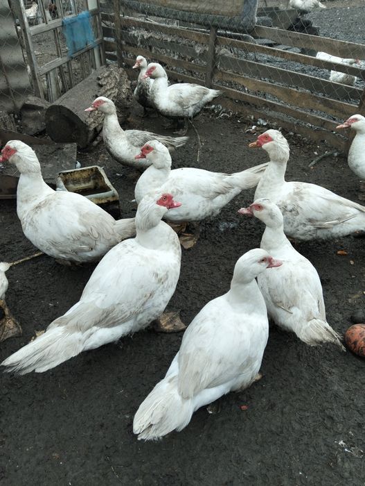 Білі німецькі шипуни ваговики