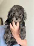 Pudel miniaturowy suczka Blue merle.