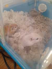 2 Gerbeis [ hamsters ]