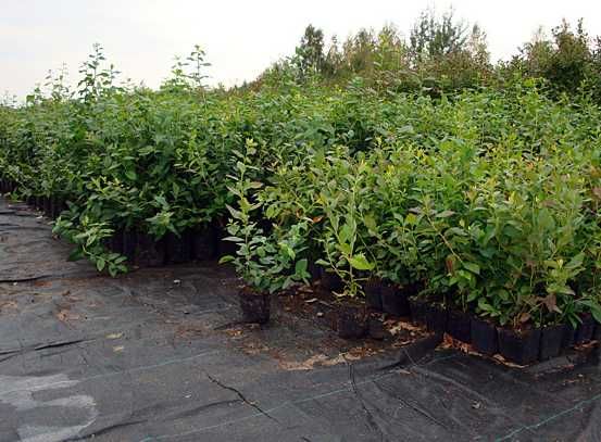 CAC Piękne 3 letnie sadzonki Borówka Amerykańska już owocująca 60cm