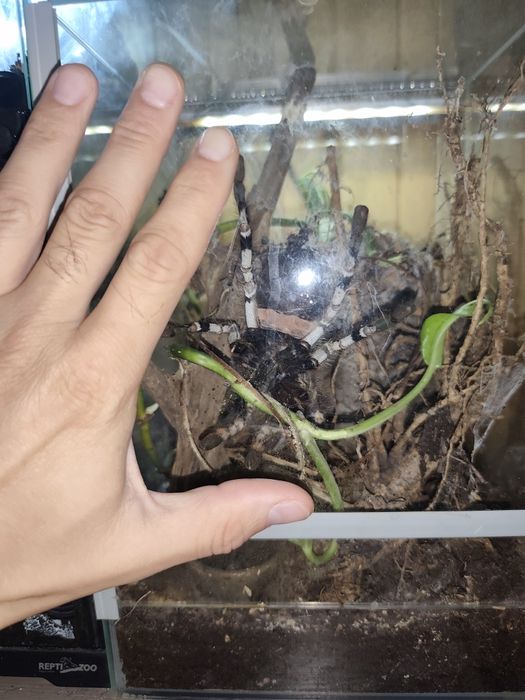 Samica regalisa 7dc wraz z terrarium