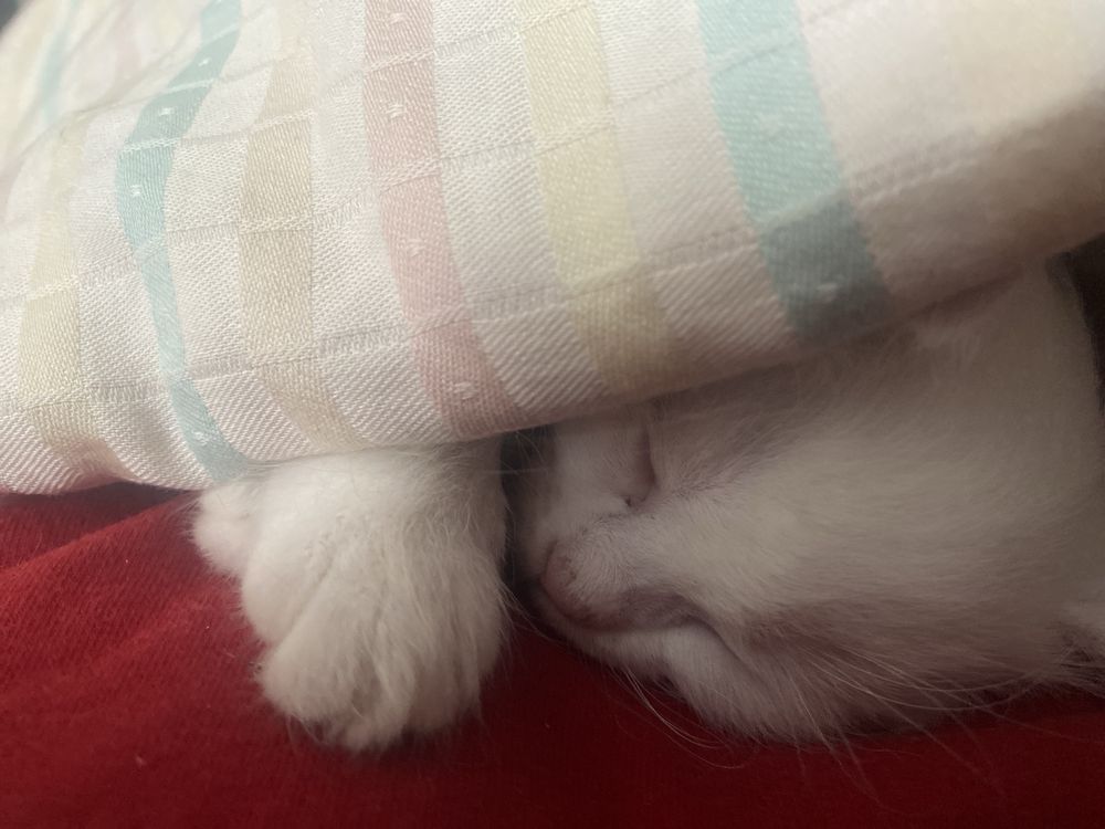 Котенок(девочка) турецкая ангора