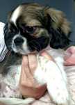 Buster – wyjątkowy Shih-Tzu szuka odpowiedzialnego domu