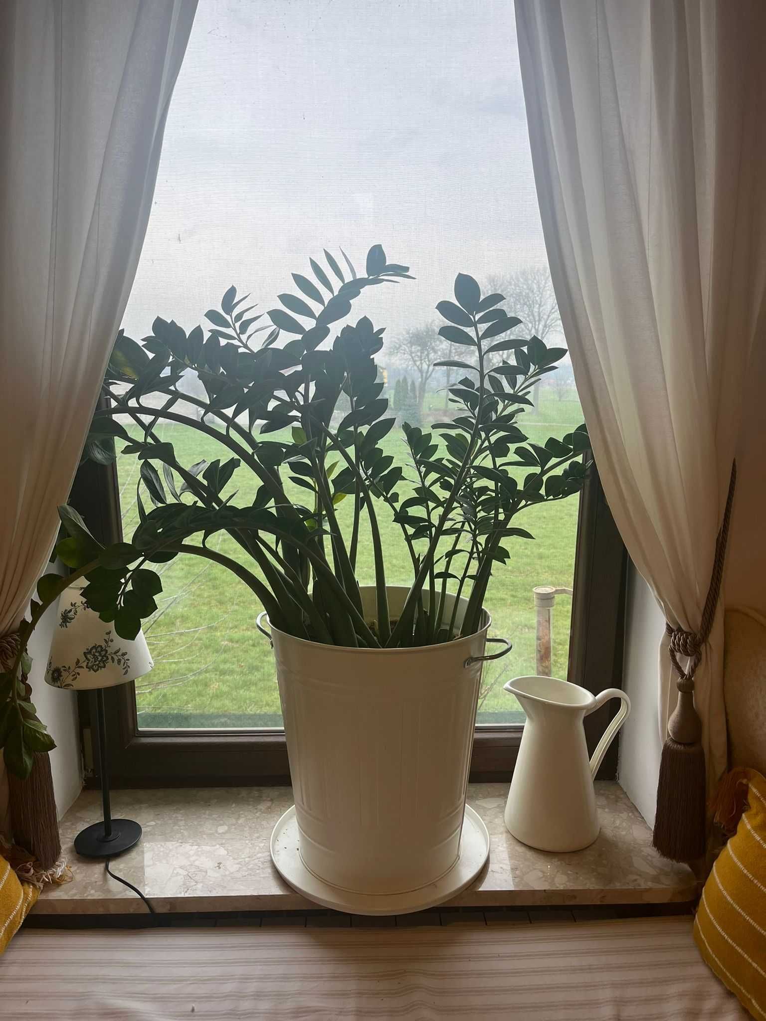 Ogromny gęsty Zamioculcas XXL